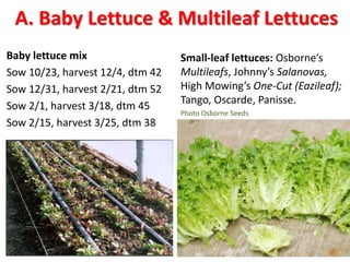 Small-leaf lettuces: Osborne’s
Multileafs, Johnny’s Salanovas,
High Mowing’s One-Cut (Eazileaf);
Tango, Oscarde, Panisse.
...