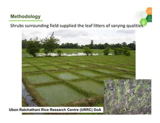 Sequestering soil carbon in the low input farming systems of the semi-arid tropics – does litter quality matter? 