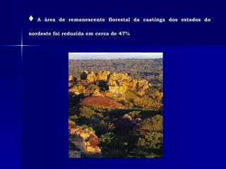 ♦   A área de remanescente florestal da caatinga dos estados do nordeste foi reduzida em cerca de 47%   
