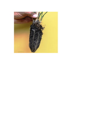 Sequia en   california