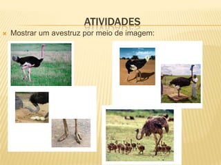 ATIVIDADES
 Mostrar um avestruz por meio de imagem:
 