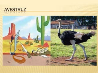 AVESTRUZ
 
