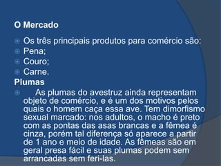 O Mercado
 Os três principais produtos para comércio são:
 Pena;
 Couro;
 Carne.
Plumas
 As plumas do avestruz ainda representam
objeto de comércio, e é um dos motivos pelos
quais o homem caça essa ave. Tem dimorfismo
sexual marcado: nos adultos, o macho é preto
com as pontas das asas brancas e a fêmea é
cinza, porém tal diferença só aparece a partir
de 1 ano e meio de idade. As fêmeas são em
geral presa fácil e suas plumas podem sem
arrancadas sem feri-las.
 