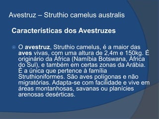 Avestruz – Struthio camelus australis
Características dos Avestruzes
 O avestruz, Struthio camelus, é a maior das
aves vivas, com uma altura de 2,4m e 150kg. É
originário da África (Namíbia Botswana, África
do Sul), e também em certas zonas da Arábia.
É a única que pertence à família
Struthioniformes. São aves polígonas e não
migratórias. Adapta-se com facilidade e vive em
áreas montanhosas, savanas ou planícies
arenosas desérticas.
 