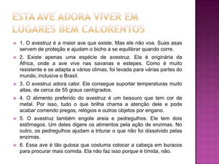  1. O avestruz é a maior ave que existe. Mas ele não voa. Suas asas
servem de proteção e ajudam o bicho a se equilibrar quando corre.
 2. Existe apenas uma espécie de avestruz. Ela é originária da
África, onde a ave vive nas savanas e estepes. Como é muito
resistente e se adapta a vários climas, foi levada para várias partes do
mundo, inclusive o Brasil.
 3. O avestruz adora calor. Ele consegue suportar temperaturas muito
altas, de cerca de 55 graus centígrados.
 4. O alimento preferido do avestruz é um besouro que tem cor de
metal. Por isso, tudo o que brilha chama a atenção dele e pode
acabar comendo pregos, relógios e outros objetos por engano.
 5. O avestruz também engole areia e pedregulhos. Ele tem dois
estômagos. Um deles digere os alimentos pela ação de enzimas. No
outro, os pedregulhos ajudam a triturar o que não foi dissolvido pelas
enzimas.
 6. Essa ave é tão gulosa que costuma colocar a cabeça em buracos
para procurar mais comida. Ela não faz isso porque é tímida, não.
 