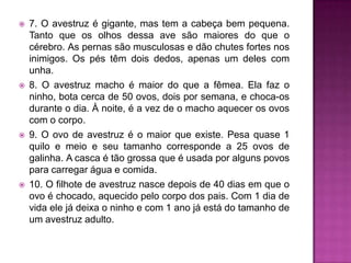  7. O avestruz é gigante, mas tem a cabeça bem pequena.
Tanto que os olhos dessa ave são maiores do que o
cérebro. As pernas são musculosas e dão chutes fortes nos
inimigos. Os pés têm dois dedos, apenas um deles com
unha.
 8. O avestruz macho é maior do que a fêmea. Ela faz o
ninho, bota cerca de 50 ovos, dois por semana, e choca-os
durante o dia. À noite, é a vez de o macho aquecer os ovos
com o corpo.
 9. O ovo de avestruz é o maior que existe. Pesa quase 1
quilo e meio e seu tamanho corresponde a 25 ovos de
galinha. A casca é tão grossa que é usada por alguns povos
para carregar água e comida.
 10. O filhote de avestruz nasce depois de 40 dias em que o
ovo é chocado, aquecido pelo corpo dos pais. Com 1 dia de
vida ele já deixa o ninho e com 1 ano já está do tamanho de
um avestruz adulto.
 