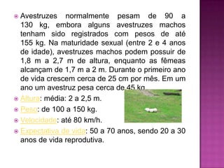  Avestruzes normalmente pesam de 90 a
130 kg, embora alguns avestruzes machos
tenham sido registrados com pesos de até
155 kg. Na maturidade sexual (entre 2 e 4 anos
de idade), avestruzes machos podem possuir de
1,8 m a 2,7 m de altura, enquanto as fêmeas
alcançam de 1,7 m a 2 m. Durante o primeiro ano
de vida crescem cerca de 25 cm por mês. Em um
ano um avestruz pesa cerca de 45 kg.
 Altura: média: 2 a 2,5 m.
 Peso: de 100 a 150 kg.
 Velocidade: até 80 km/h.
 Expectativa de vida: 50 a 70 anos, sendo 20 a 30
anos de vida reprodutiva.
 