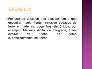  Foi quando descobri que elas comem o que
encontram pela frente, inclusive pedaços de
ferro e madeiras. Joguinhos eletrônicos, por
exemplo. Máquina digital de fotografia, times
inteiros de futebol de botão
e, principalmente, chuteiras
 