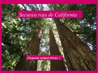 Secuoya roja de California   (Sequoia sempervirens  ) 
