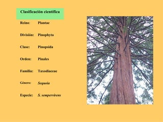 Clasificación científica Reino : Plantae División: Pinophyta Clase: Pinopsida Orden: Pinales Familia: Taxodiaceae Género: ...