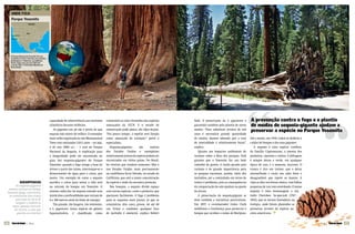 26 | f lora26 TerradaGente
GIGANTESCAS
As sequoias-gigantes
atraem turistas ao Parque
Yosemite (págs. anteriores).
As centenárias têm tronco
com mais de 30 m de
largura e expõem as
raízes quando morrem.
No recorte, o cone que
guarda as sementes
2727f lora | TerradaGente
A prevenção contra o fogo e o plantio
de mudas de sequoia-gigante ajudam a
preservar a espécie no Parque Yosemite
capacidade de sobrevivência aos extremos
climáticos durante milênios.
As gigantes em pé são a prova de que
sequoia não morre de velhice. O exemplar
mais velho registrado no site Monumental
Trees tem estimados 3.013 anos – ou seja,
é do ano 1000 a.C. – e está no Parque
Nacional da Sequoia. A explicação para
a longevidade pode ser encontrada no
guia das sequoias-gigantes do Parque
Yosemite: quando o fogo atinge a base da
árvore e parte das raízes, interrompe-se o
fornecimento de água para a coroa, que
morre. Um exemplo de como a sequoia
sacriﬁca a coroa para salvar a vida está
na entrada do bosque em Yosemite. O
sistema radicular da sequoia estende seus
tentáculos a profundidades que variam de
6 a 100 metros atrás da fonte de energia.
Tão grande, tão longeva, tão resistente,
a S. giganteum, única espécie do gênero
Sequoiadendron, é classiﬁcada como
vulnerável na Lista Vermelha das espécies
ameaçadas da IUCN. E o estado de
conservação pode piorar, diz Aljos Farjon.
“Em pouco tempo, a espécie será listada
como ameaçada de extinção”, prevê o
especialista.
Sequoias-gigantes são nativas
dos Estados Unidos e exemplares
relativamentejovensdaespéciepodemser
encontrados em vários países. No Brasil,
há viveiros que vendem sementes. Mas é
nos Estados Unidos, mais precisamente
na cordilheira Serra Nevada, no estado da
Califórnia, que está a maior concentração
da espécie e onde ela encontra proteção.
Nos bosques, a sequoia divide espaço
com outras espécies, como o pinheiro, que
queimam facilmente. O fogo é problema
para as sequoias mais jovens, já que as
centenárias têm casca grossa, de até 60
cm. Evitar e combater qualquer foco
de incêndio é essencial, explica Robert
York. A preservação da S. giganteum é
garantida também pelo plantio de novas
mudas. “Para substituir árvores de mil
anos é necessária grande quantidade
de mudas, mesmo sabendo que a taxa
de mortalidade é relativamente baixa”,
explica.
Quanto aos impactos ambientais do
turismo sobre a ﬂora dos parques, York
garante que o Yosemite faz um bom
trabalho de gestão. A renda gerada pelo
turismo é de grande importância para
os parques nacionais, porém, além dos
incêndios, até a caminhada em torno do
tronco é problema, pois as consequências
da compactação do solo ajudam na queda
da árvore.
A preservação da sequoia-gigante se
deve também a iniciativas particulares.
Em 1857, o ex-minerador Galen Clark
mobilizou a vizinhança para preservar o
bosque que recebeu o nome de Mariposa.
Até a morte, em 1910, Galen se dedicou a
cuidar do bosque e das suas gigantes.
A sequoia é uma espécie conífera,
da família Cupressaceae, a mesma dos
pinheiros, ciprestes e cedros. A folhagem
é sempre densa e verde, em qualquer
época do ano, e a semente, marrom. O
tronco é rico em tanino, que o deixa
avermelhado e exala um odor forte e
desagradável que repele os insetos. A
copa se abre em forma cônica, com folhas
pequenas de um tom esverdeado. O nome
sequoia é uma homenagem a um
índio Cherokee, Se-quo-yah (1767-
1843), que se tornou fazendeiro na
Geórgia, onde foram plantadas as
primeiras árvores da espécie na
costa americana.
O Parque Nacional de Yosemite ﬁca nas
montanhas da Serra Nevada, nos condados
de Mariposa e Tuolumme, na Califórnia
(EUA). Cobre uma área de 3.081 km2
e, desde 1984, é Patrimônio Mundial da
Humanidade.
Parque Yosemite
ONDE FICA
CALIFÓRNIA
CANADÁ
EUA
Parque Yosemite
 