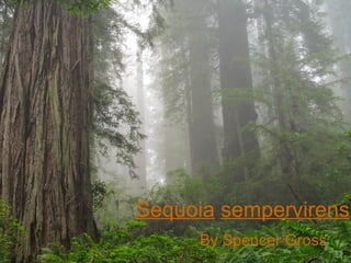 By Spencer Gross Sequoia   sempervirens 