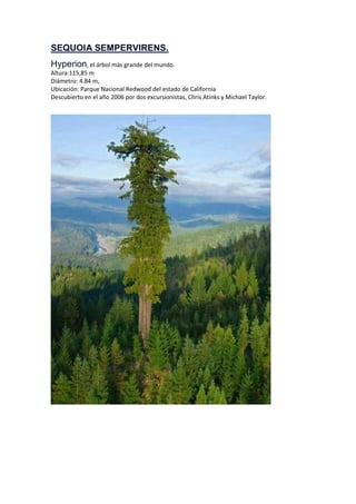 SEQUOIA SEMPERVIRENS.
Hyperion, el árbol más grande del mundo.
Altura:115,85 m
Diámetro: 4.84 m,
Ubicación: Parque Nacional Redwood del estado de California
Descubierto en el año 2006 por dos excursionistas, Chris Atinks y Michael Taylor.
 
