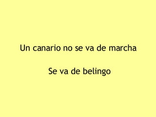 Un canario no se va de marcha Se va de belingo 
