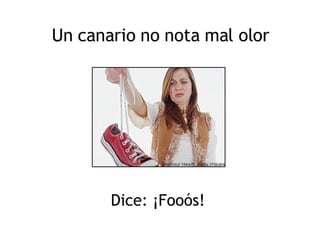 Un canario no nota mal olor Dice: ¡Fooós! 