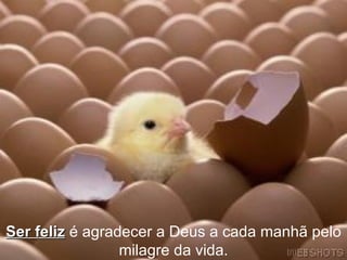 Ser feliz  é agradecer a Deus a cada manhã pelo milagre da vida. 