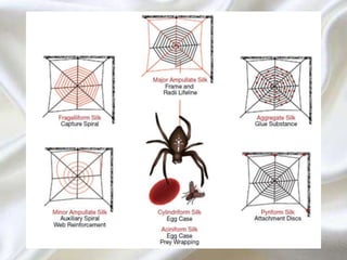 Silk producing insects | PPTX