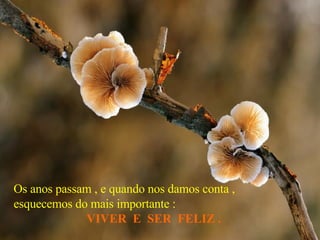 Os anos passam , e quando nos damos conta , esquecemos do mais importante : VIVER  E  SER  FELIZ . 