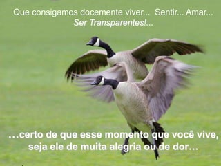 Que consigamos docemente viver... Sentir... Amar...
              Ser Transparentes!...




…certo de que esse momento que você vive,
    seja ele de muita alegria ou de dor…
 