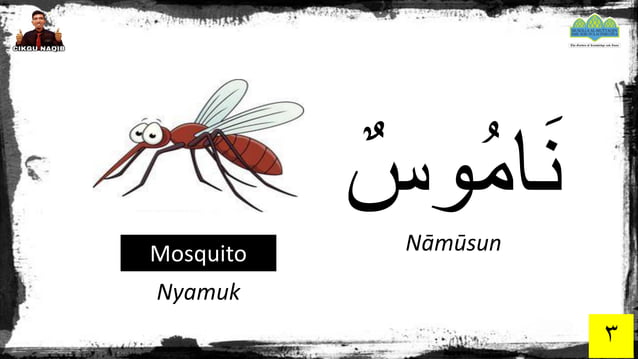 Arab Bug Serangga (الحشرات) - Insects (Bahasa Arab) | PDF