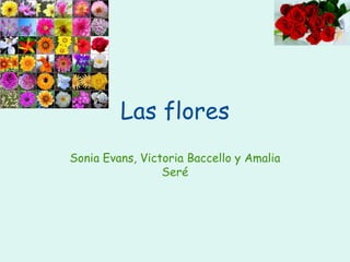 Las flores Sonia Evans, Victoria Baccello y Amalia Seré 