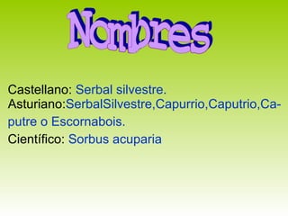 Castellano:  Serbal silvestre.  Asturiano: SerbalSilvestre,Capurrio,Caputrio,Ca- putre o Escornabois. Científico:  Sorbus acuparia Nombres 