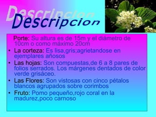 Porte:  Su altura es de 15m y el diámetro de 10cm o como máximo 20cm La corteza:  Es lisa,gris;agrietandose en ejemplares añosos  Las hojas:  Son compuestas,de 6 a 8 pares de folios serrados. Los márgenes dentados de color verde grisáceo. Las Flores:  Son vistosas con cinco pétalos blancos agrupados sobre corimbos Fruto:  Pomo pequeño,rojo coral en la madurez,poco carnoso Descripcion  
