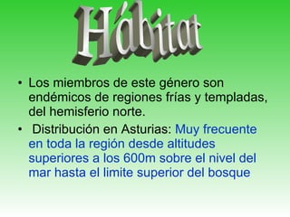 Los miembros de este género son endémicos de regiones frías y templadas, del hemisferio norte. Distribución en Asturias:  Muy frecuente en toda la región desde altitudes superiores a los 600m sobre el nivel del mar hasta el limite superior del bosque Hábitat 