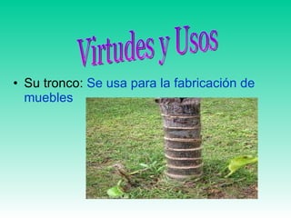 Su tronco:  Se usa para la fabricación de muebles Virtudes y Usos 