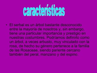 El serbal es un árbol bastante desconocido entre la mayoría de nosotros y, sin embargo, tiene una particular importancia y prestigio en nuestras costumbres. Podríamos definirlo como un árbol, a veces arbusto, muy vinculado con la rosa, de hecho su género pertenece a la familia de las Rosaceae, siendo pariente cercano también del peral, manzano y del espino.  características 