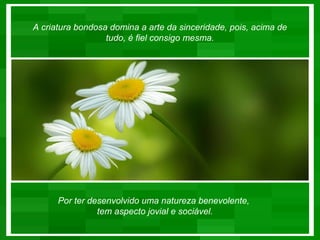 A criatura bondosa domina a arte da sinceridade, pois, acima de
                  tudo, é fiel consigo mesma.




      Por ter desenvolvido uma natureza benevolente,
                tem aspecto jovial e sociável.
 