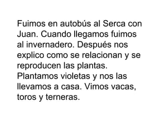 Fuimos en autobús al Serca con Juan. Cuando llegamos fuimos al invernadero. Después nos explico como se relacionan y se reproducen las plantas. Plantamos violetas y nos las llevamos a casa. Vimos vacas,  toros y terneras.  