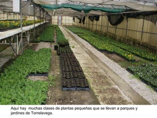 Aquí hay  muchas clases de plantas pequeñas que se llevan a parques y jardines de Torrelavega. 
