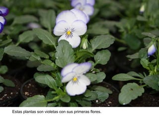 Estas plantas son violetas con sus primeras flores. 