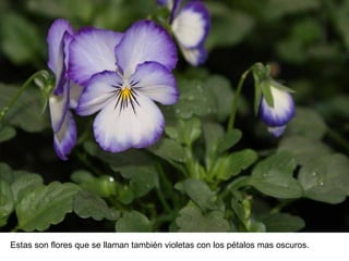Estas son flores que se llaman también violetas con los pétalos mas oscuros. 