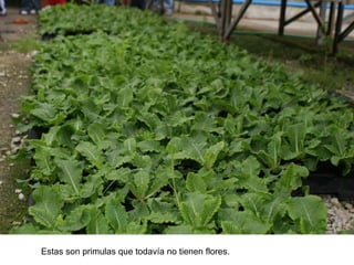 Estas son primulas que todavía no tienen flores. 