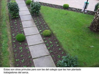 Estas son otras primulas pero son las del colegio que las han plantado trabajadores del serca. 