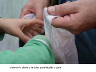 Metimos la planta a la bolsa para llevarlo a casa.
