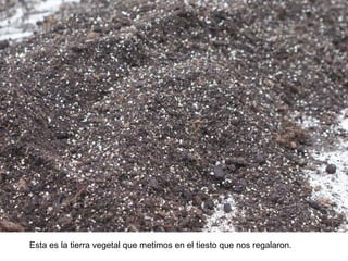 Esta es la tierra vegetal que metimos en el tiesto que nos regalaron.