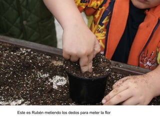 Este es Rubén metiendo los dedos para meter la flor
