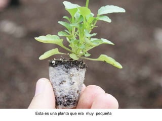 Esta es una planta que era muy pequeña