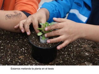 Estamos metiendo la planta en el tiesto