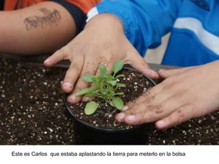 Este es Carlos que estaba aplastando la tierra para meterlo en la bolsa