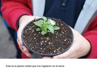 Esta es la planta violeta que nos regalaron en el serca