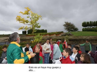 Esto es un haya muy guapo y alto…