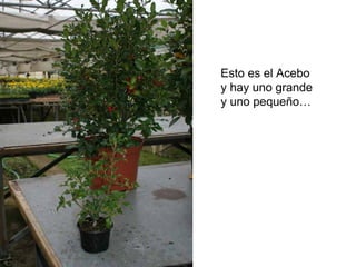 Esto es el Acebo y hay uno grande y uno pequeño…