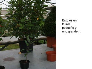 Esto es un laurel pequeño y uno grande…
