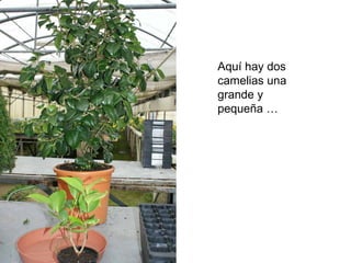 Aquí hay dos camelias una grande y pequeña …