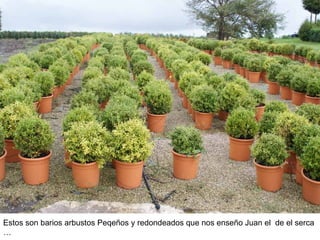Estos son barios arbustos Peqeños y redondeados que nos enseño Juan el de el serca …