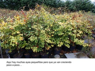 Aquí hay muchas ayas pequeñitas pero que ya van creciendo poco a poco…